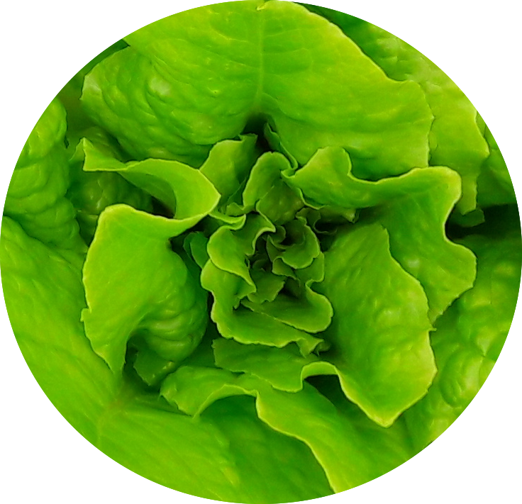 lettuce circle